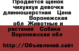 Продается щенок чихуахуа девочка длинношерстная › Цена ­ 13 000 - Воронежская обл. Животные и растения » Собаки   . Воронежская обл.